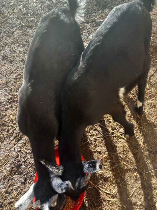 Vând doi iezi rasa sanes