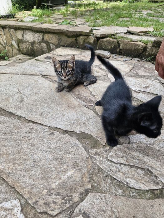 Подарявам малки котета