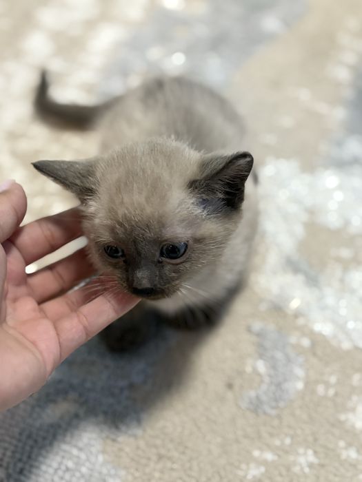 Отдам котят в добрые руки