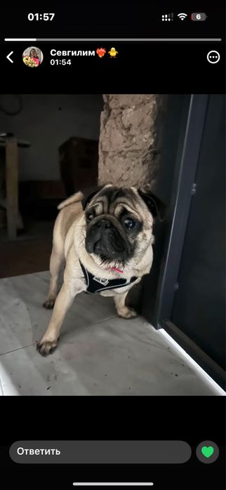 Мопса шенок самка