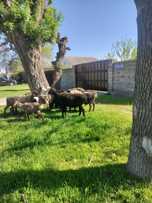 Кой козысымен сатылады,