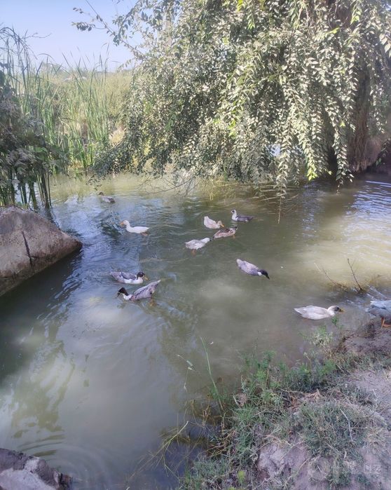 Oʻrdaklar sotiladi soni 65 ta, narxi 119000 dan kelishiladi.