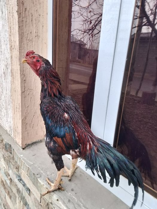 Dakan xuroz sotiladi