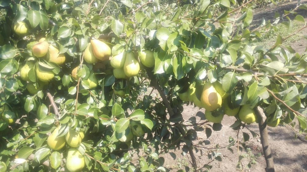 Дава се под наем Земеделски имот в Балчик -  кв.м за 51 € - Снимка #7