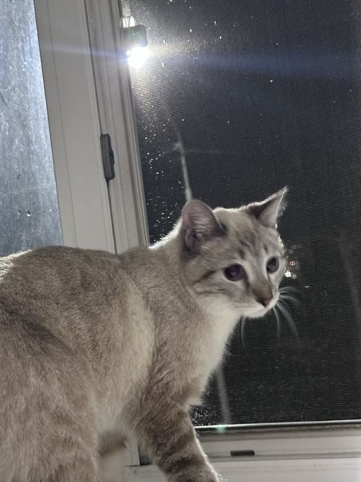 Отдам кошку.