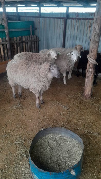 Семиз токты сатылады