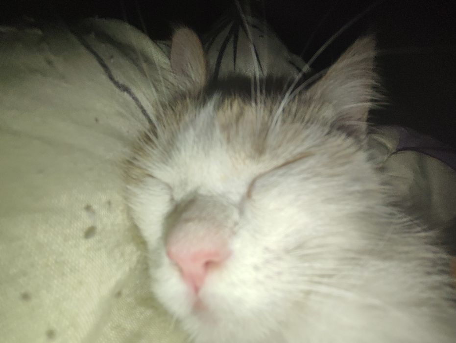 Отдам котенка 1 годик