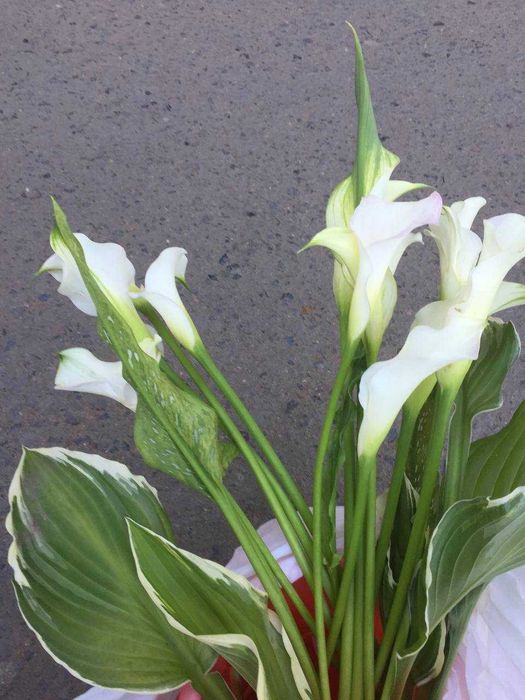 Клубни каллы (Зантедеския )