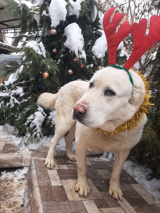 ПорОдиСтыЕ соБаЧки