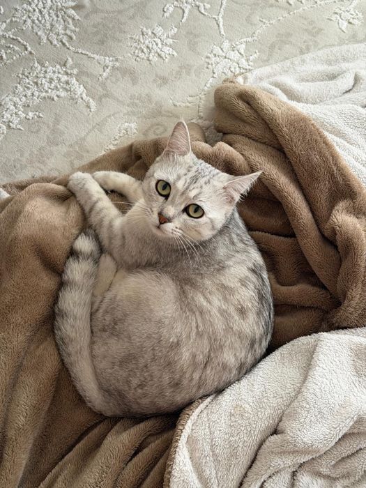 Отдам кошку в хорошие и заботливые руки.