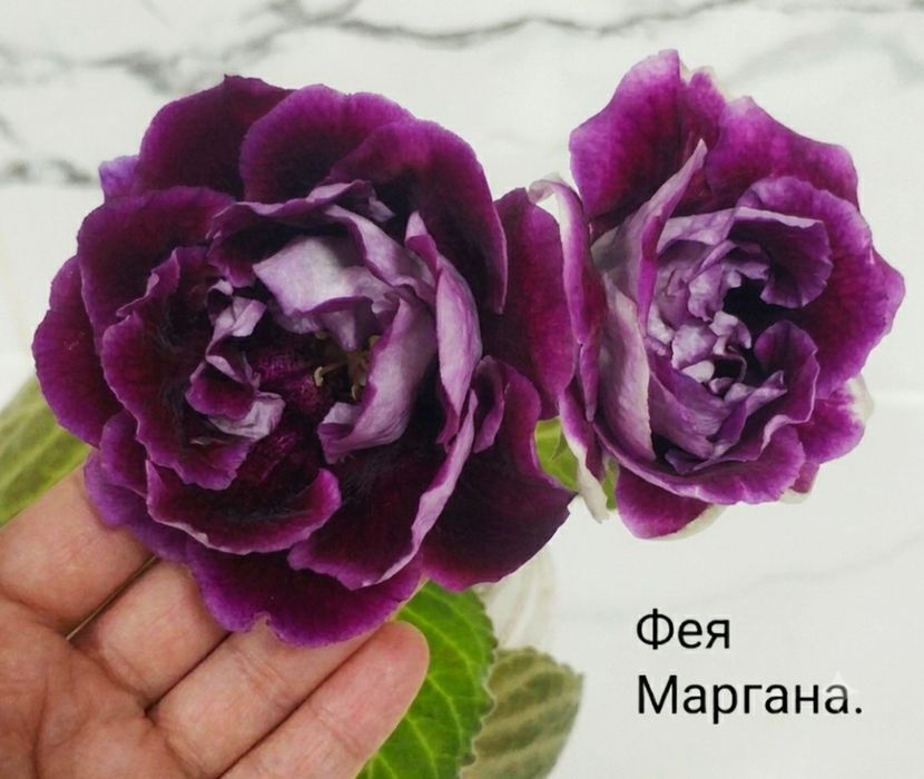 Цветущие глоксинии.