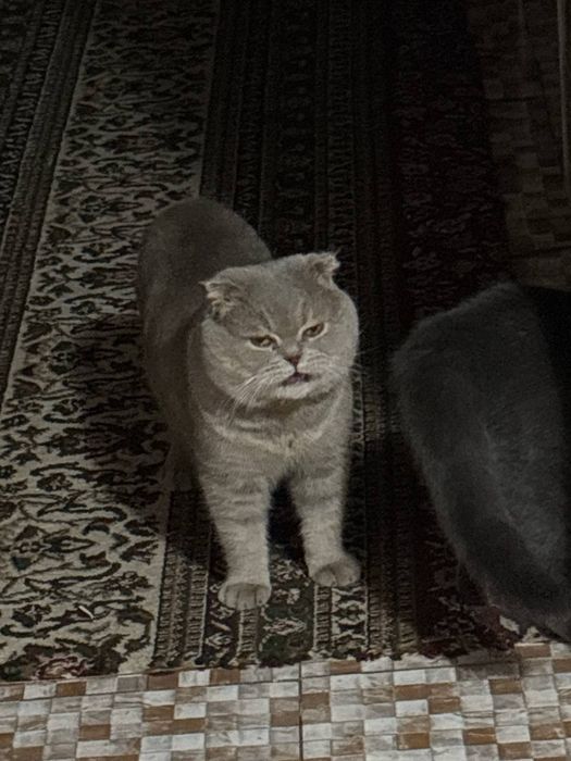 VIYASKAGA ! Skotish fold oʻgʻil bola. Viyaskaga sotilmaydi  200 min s