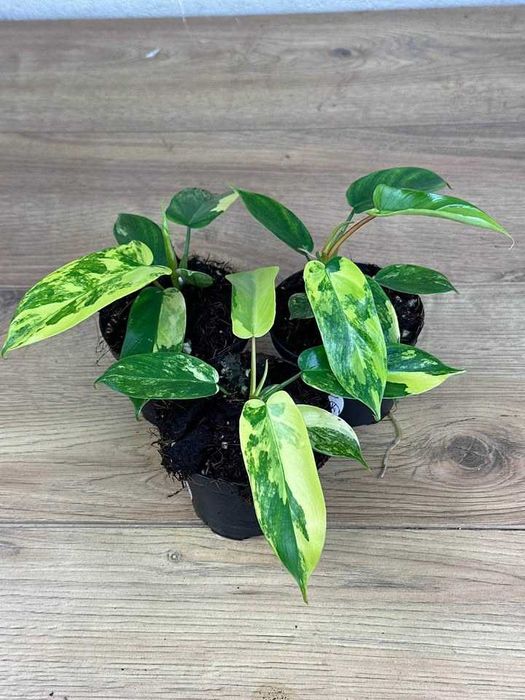 Редки Monstera и Philodendron