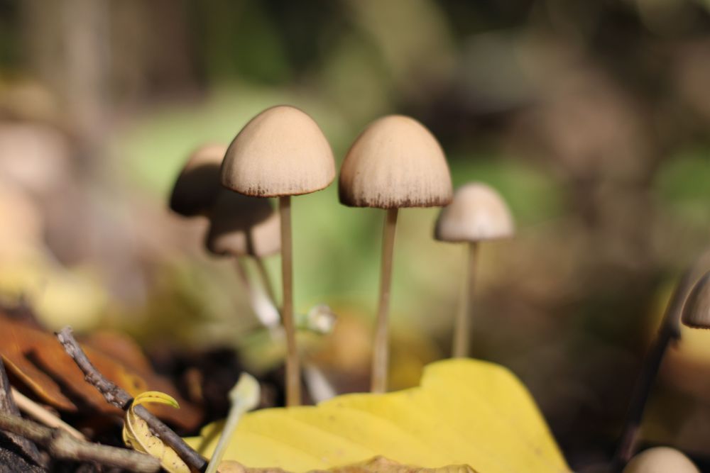 Фотоапарат Canon EOS 2000D + обектив 18-55mm IS II