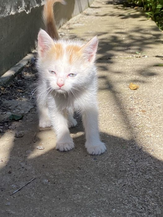 Котята 3 месяца