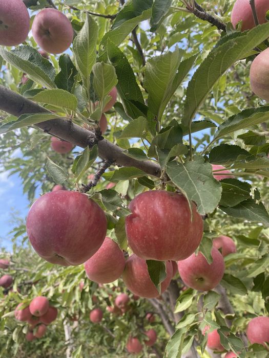 Продам яблоки разного сорта