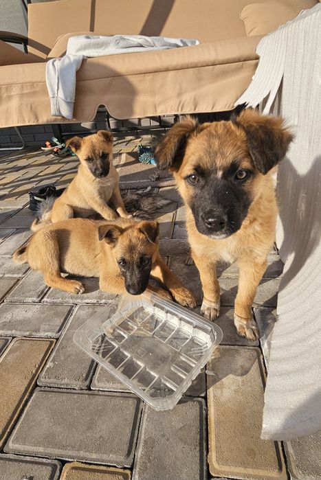 Ищем дом щенкам звонкам