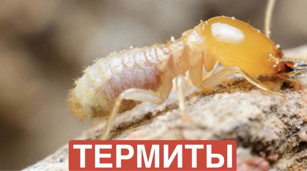 Дезинфекция тараканы,клопы,термиты
