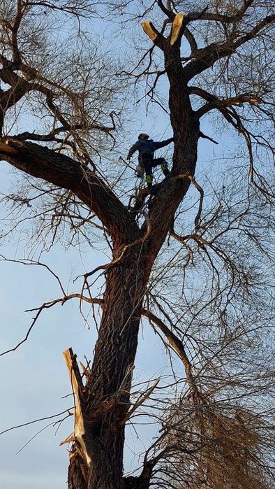 15.000 тенге. Спил деревьев,аварийных деревьев