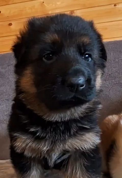 Pui ciobanesc german cu pedigree top