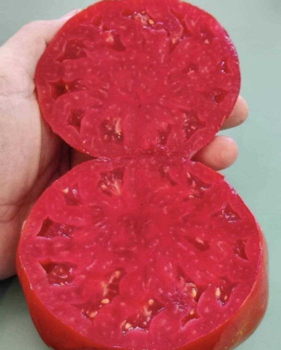 Разсад домати селски розов домат НЕХИБРИД