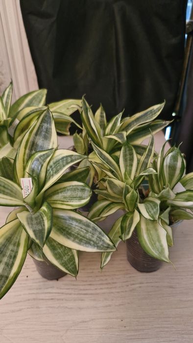 Продам Сансевиерии голден  хани