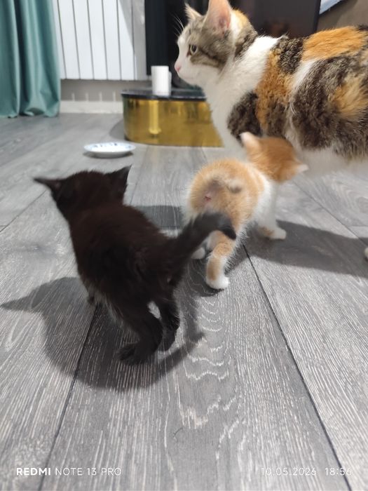 Котёнки, 2 месяца, все мальчики