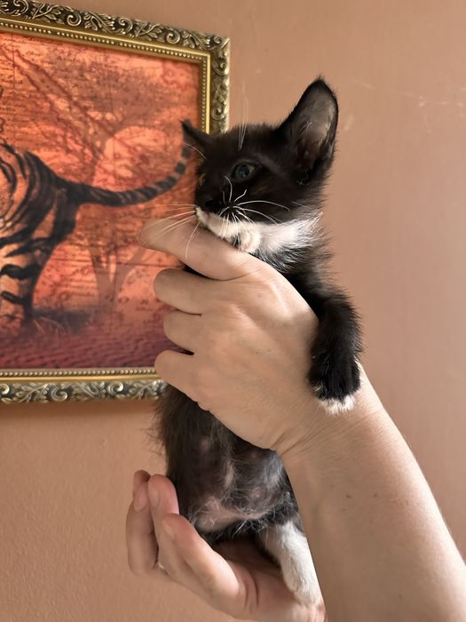 Отдам котят в хорошое руки