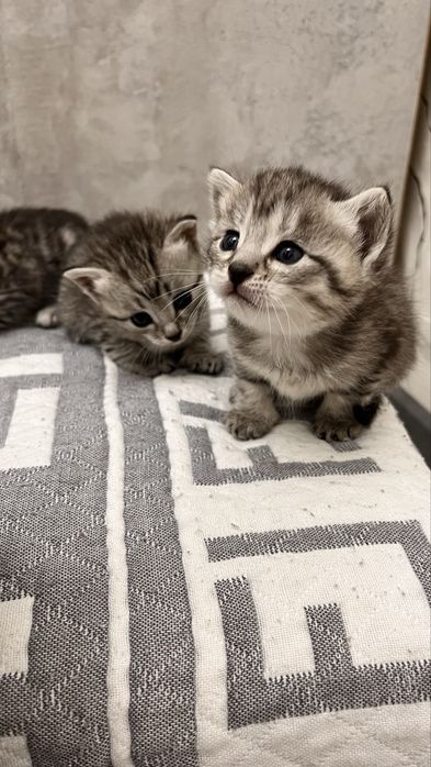 котята котята котята