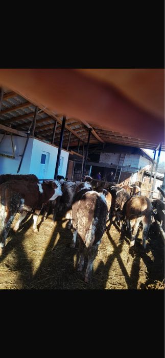 Vand vitei si vitele