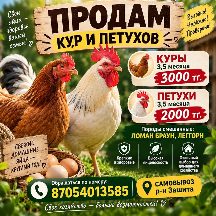 Продам кур и петухов