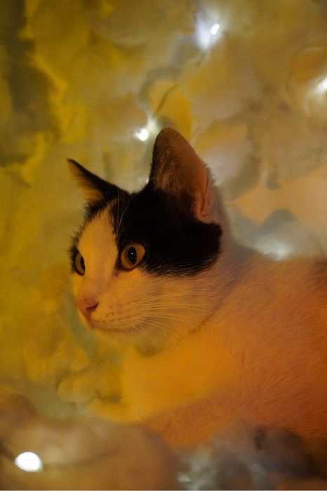 Кошка в добрые руки