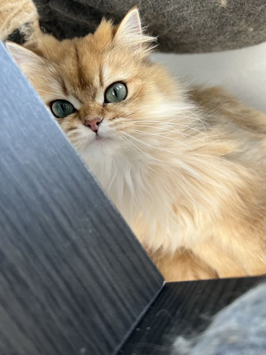 Pisica british longhair golden cu pedigree