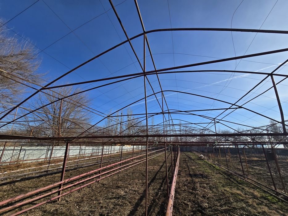 Теплица дмитровта