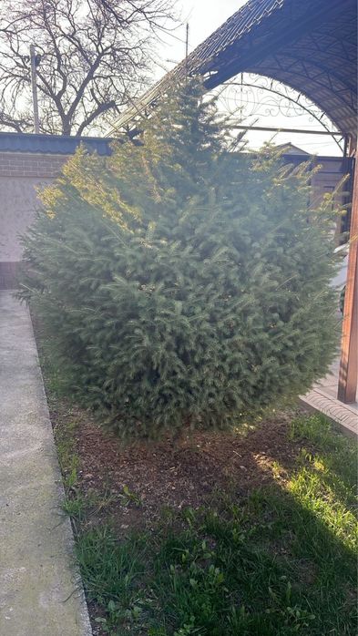 Ёлки Дорогих Сортов