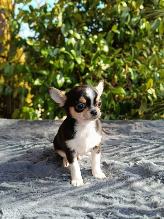 Късокосмето чихуахуа