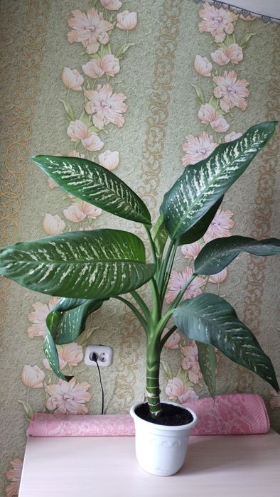 Продам крупный цветок