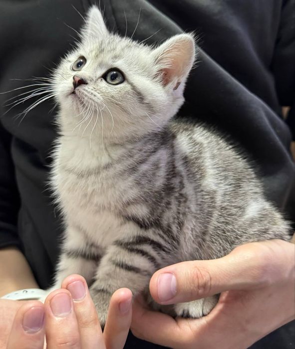 Продаётся котёнок