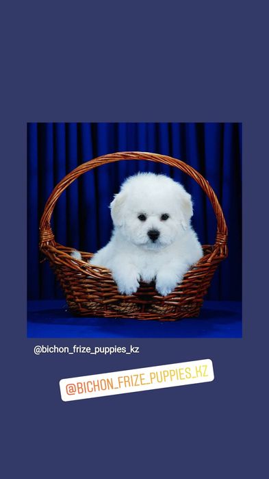 Бишон Фризе   ..