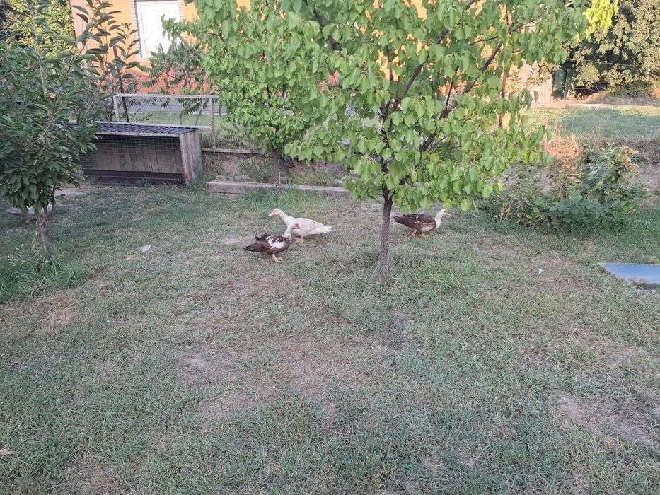 Продам индаутки ...
