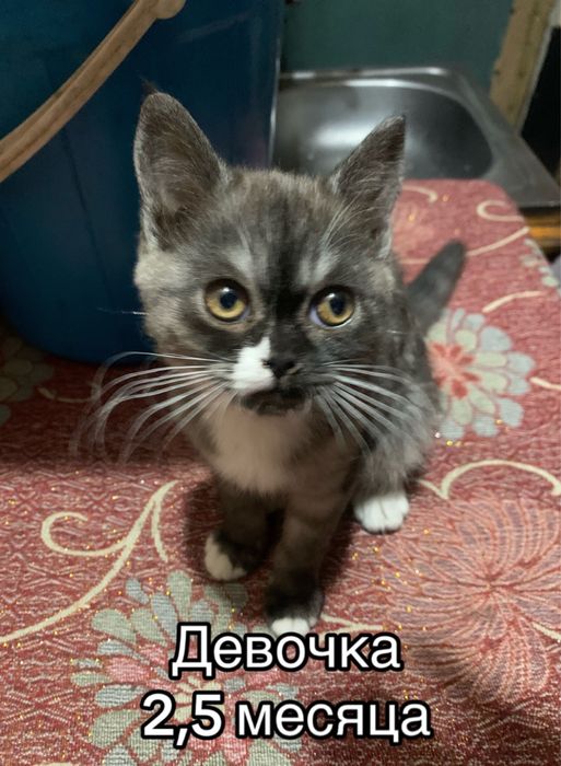 Котята красивые и умные!!