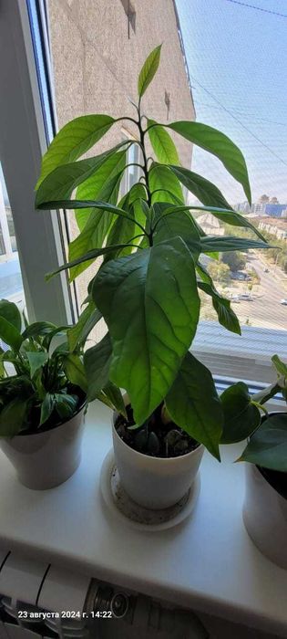 Цветы комнатные в горшках