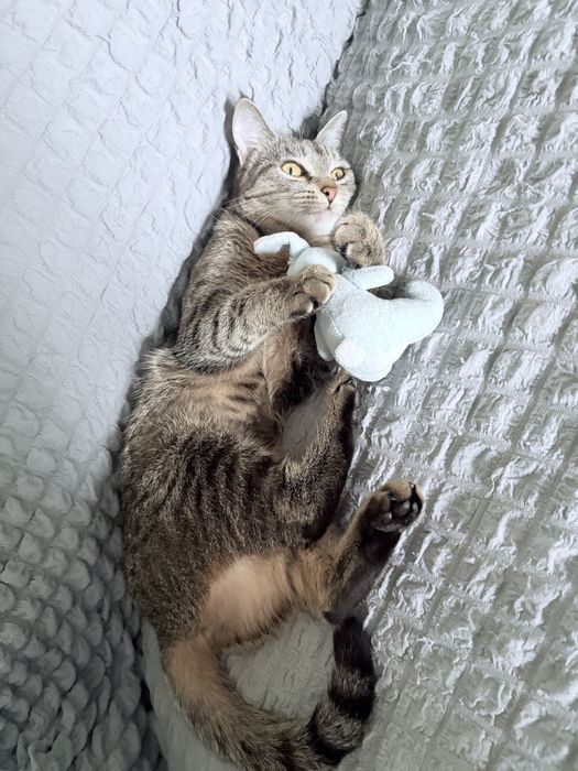 Домашняя кошечка бесплатно