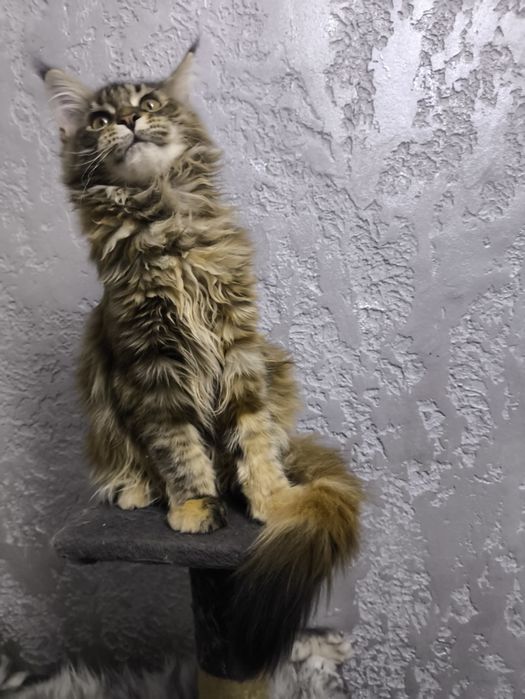 Мейнкун котятки.Милые девочки.