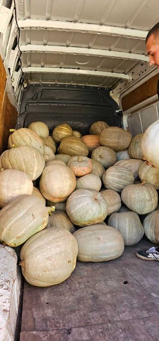 Кестенова Тиква Голяма перфектно съхранена