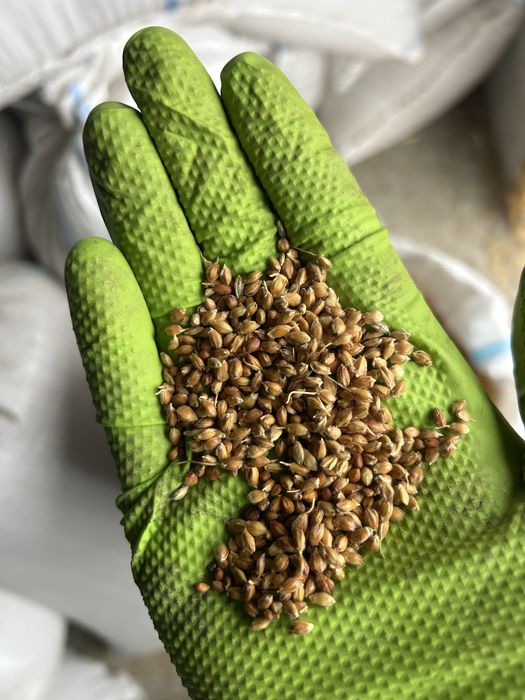 Vand samanta  maturi