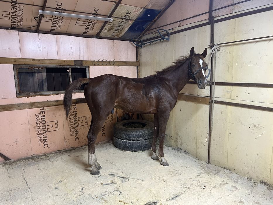 Продаже лошадь жеребчик