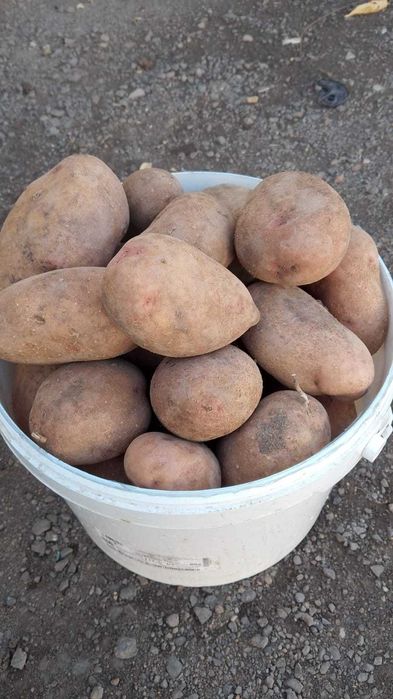 Продам дачный картофель.
