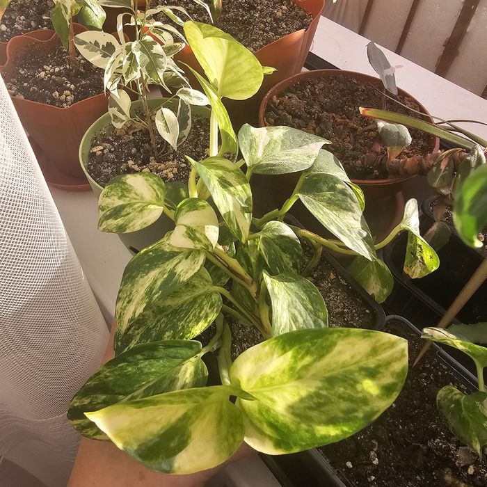 Продажа эпипремнумов