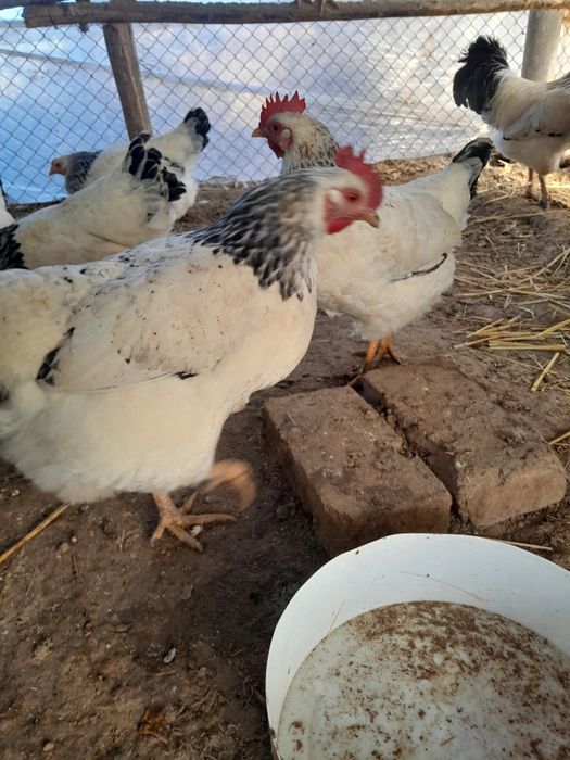 Инкубационные яйца